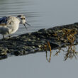 Phalarope à bec étroit